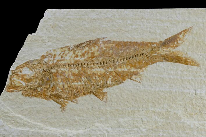 Detailed Fossil Fish (Knightia) - Wyoming #165872